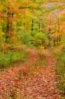 USA, Michigan, Ottawa National Forest. Trail in autumn-colored forest. Art Print